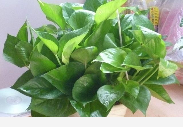 黃金葛移植後爛根怎麼回事？-花卉網的回答