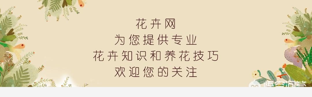 黃金葛移植後爛根怎麼回事？-花卉網的回答