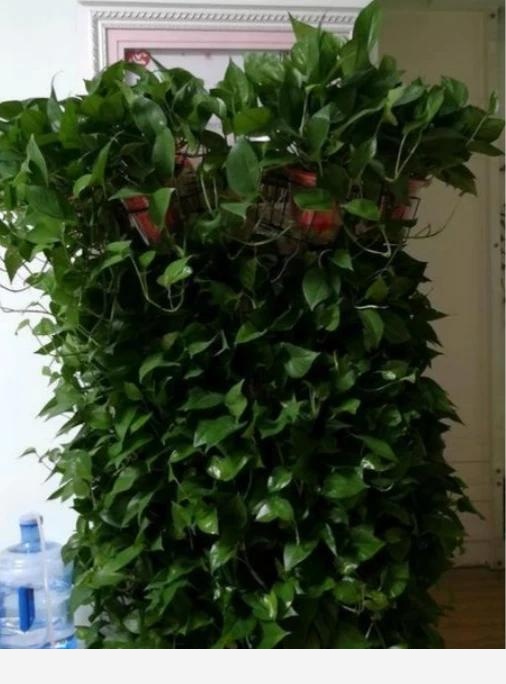 黃金葛移植後爛根怎麼回事？-閉花落雨的回答