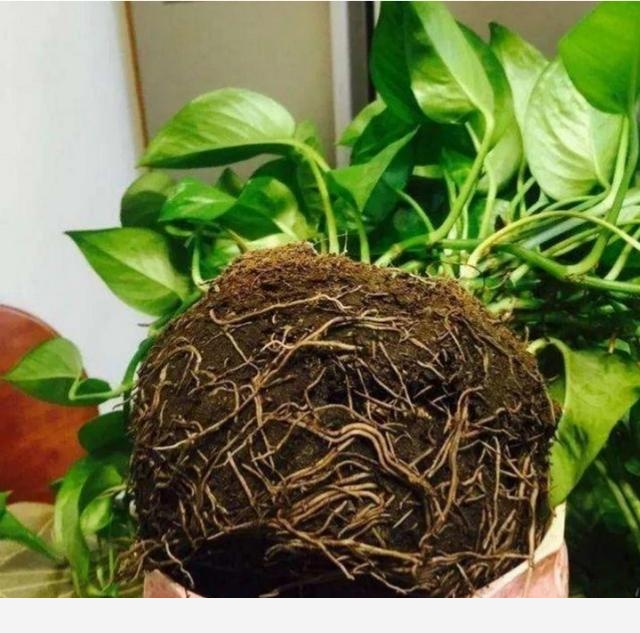黃金葛移植後爛根怎麼回事？-閉花落雨的回答