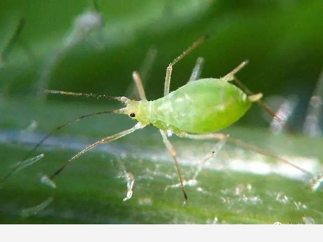 黃金葛葉子上有發黏的蟲子怎麼辦？-梅蘭竹菊張三丰的回答