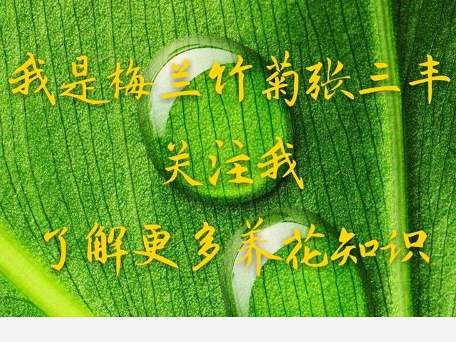 黃金葛葉子上有發黏的蟲子怎麼辦？-梅蘭竹菊張三丰的回答