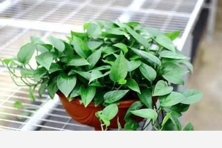 黃金葛葉子上有發黏的蟲子怎麼辦？-用戶4745869405的回答