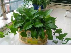 黃金葛葉子上有發黏的蟲子怎麼辦？-用戶4745869405的回答