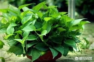 黃金葛葉子上有發黏的蟲子怎麼辦？-用戶4745869405的回答