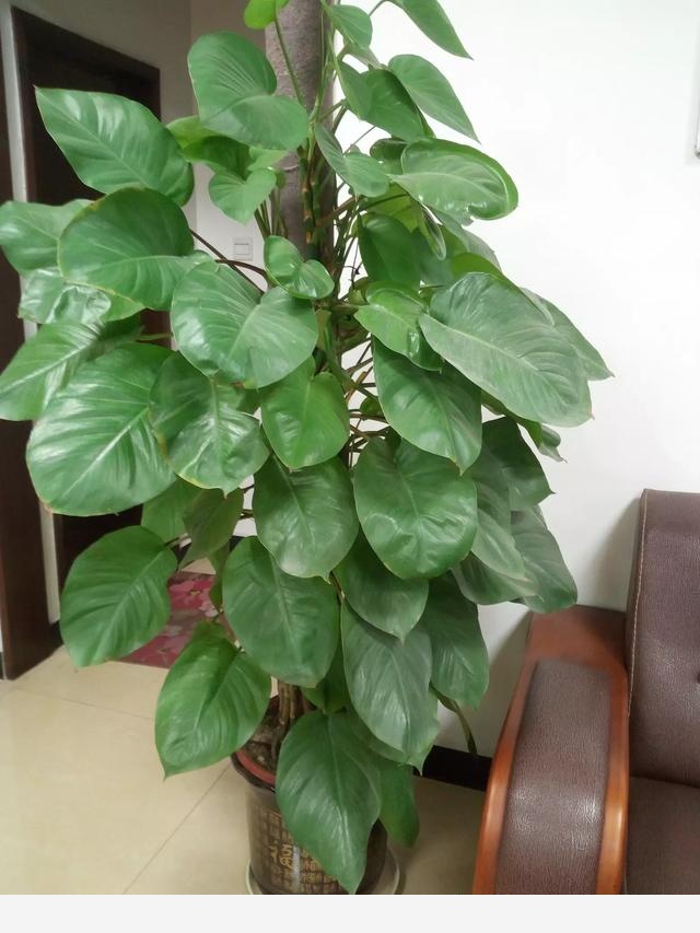 黃金葛葉子上有發黏的蟲子怎麼辦？-楊福花場福哥和他的花的回答