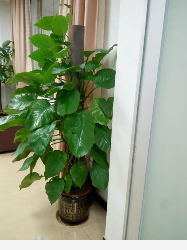 黃金葛葉子上有發黏的蟲子怎麼辦？-楊福花場福哥和他的花的回答