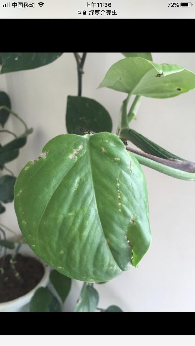 黃金葛葉子上有發黏的蟲子怎麼辦？-銘銘公主媽媽的回答