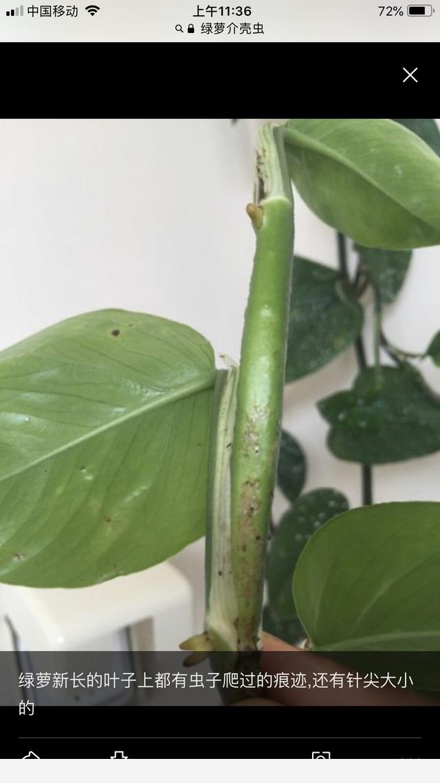 黃金葛葉子上有發黏的蟲子怎麼辦？-銘銘公主媽媽的回答