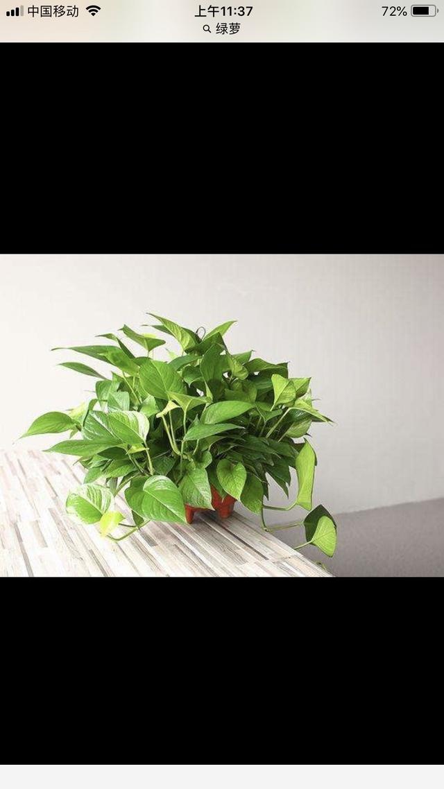 黃金葛葉子上有發黏的蟲子怎麼辦？-銘銘公主媽媽的回答