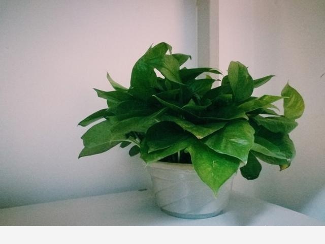 黃金葛葉子發白怎麼辦？還能綠過來嗎？-養花大全的回答