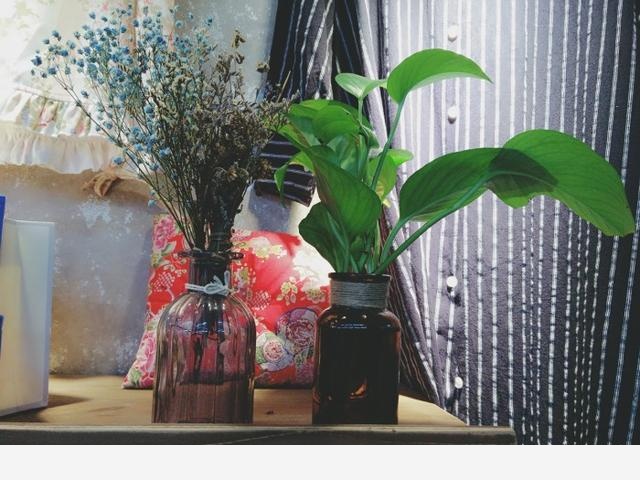 黃金葛葉子發白怎麼辦？還能綠過來嗎？-養花大全的回答
