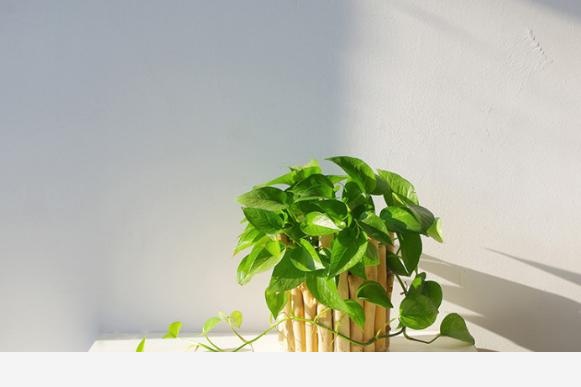黃金葛葉子發白怎麼辦？還能綠過來嗎？-養花大全的回答