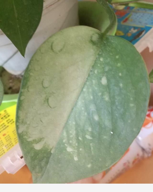 黃金葛葉子發白怎麼辦？還能綠過來嗎？-花卉網的回答
