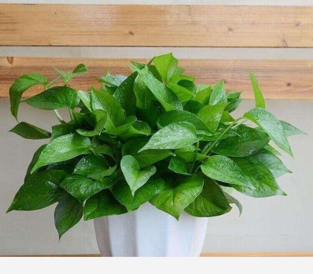 黃金葛葉子發白怎麼辦？還能綠過來嗎？-花卉網的回答