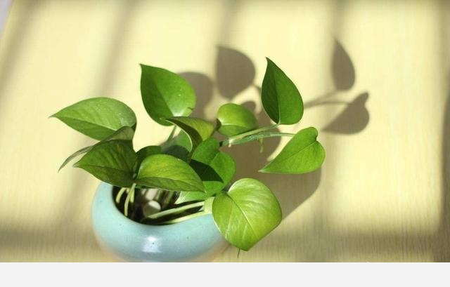 黃金葛葉子發白怎麼辦？還能綠過來嗎？-花卉網的回答