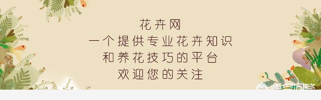 黃金葛葉子發白怎麼辦？還能綠過來嗎？-花卉網的回答