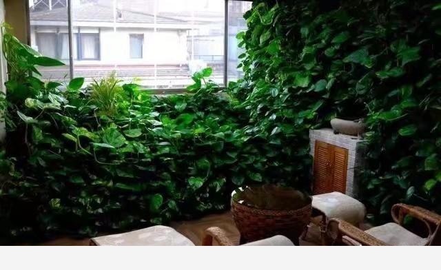 黃金葛葉子發白怎麼辦？還能綠過來嗎？-閉花落雨的回答