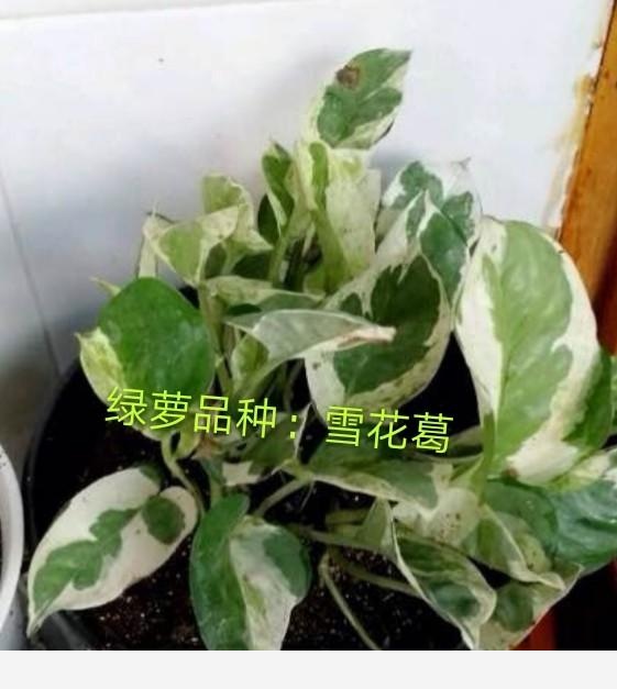 黃金葛葉子發白怎麼辦？還能綠過來嗎？-閉花落雨的回答