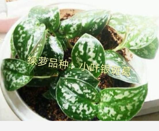 黃金葛葉子發白怎麼辦？還能綠過來嗎？-閉花落雨的回答