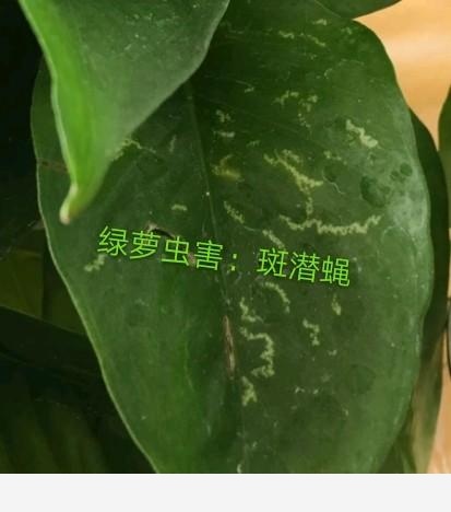 黃金葛葉子發白怎麼辦？還能綠過來嗎？-閉花落雨的回答
