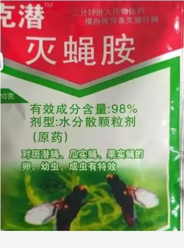 黃金葛葉子發白怎麼辦？還能綠過來嗎？-閉花落雨的回答