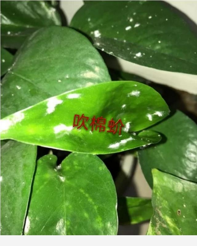 黃金葛葉子發白怎麼辦？還能綠過來嗎？-閉花落雨的回答