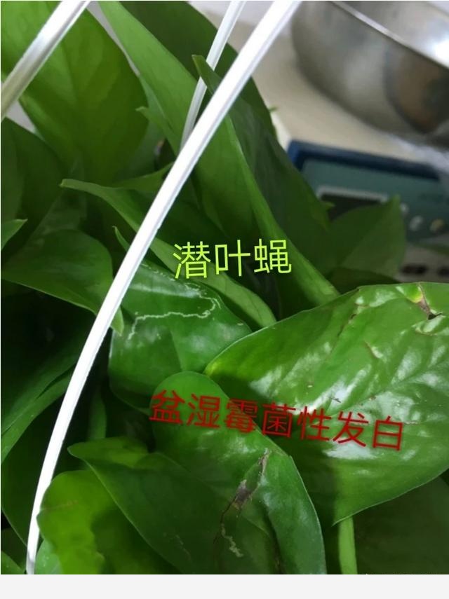 黃金葛葉子發白怎麼辦？還能綠過來嗎？-閉花落雨的回答