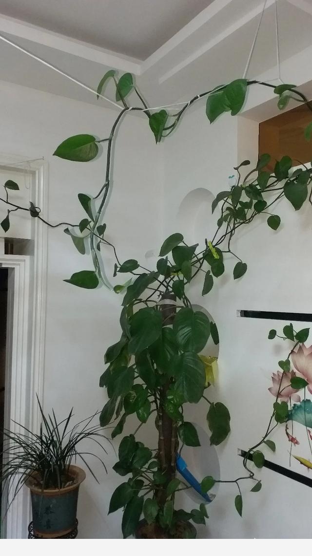 同樣的環境，一起澆水，一株黃金葛葉片發黃且變蔫，另一株依然茂盛，是不是得病了？這該怎麼處理？-花間草的回答