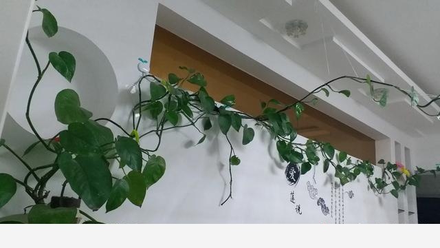 同樣的環境，一起澆水，一株黃金葛葉片發黃且變蔫，另一株依然茂盛，是不是得病了？這該怎麼處理？-花間草的回答