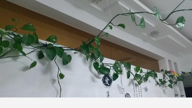同樣的環境，一起澆水，一株黃金葛葉片發黃且變蔫，另一株依然茂盛，是不是得病了？這該怎麼處理？-花間草的回答