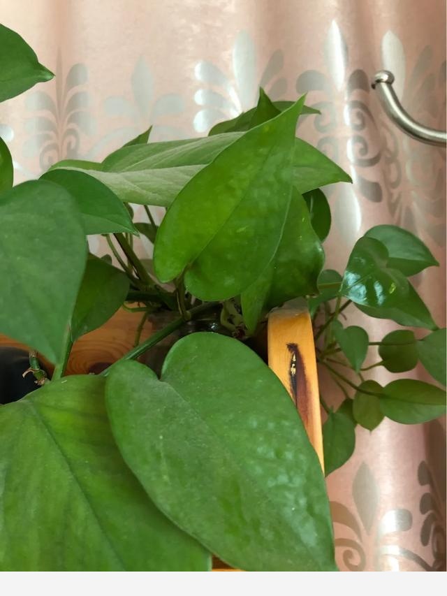 黃金葛葉子有洞是怎麼回事，該怎麼辦？-深深生活的回答