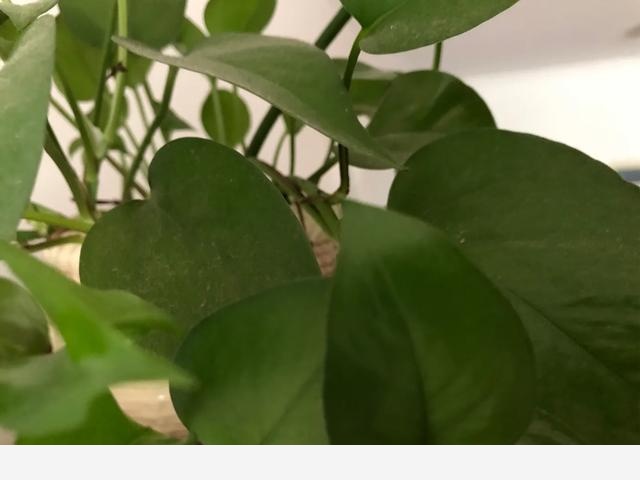 黃金葛葉子有洞是怎麼回事，該怎麼辦？-深深生活的回答