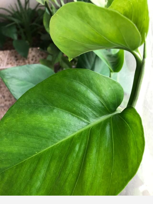 黃金葛葉子有洞是怎麼回事，該怎麼辦？-深深生活的回答