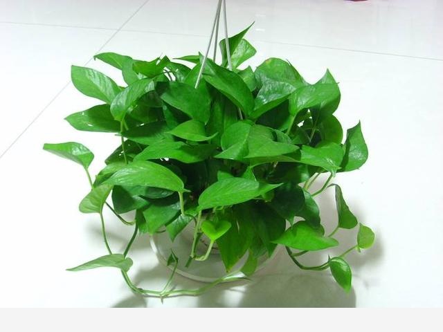 黃金葛葉子有洞是怎麼回事，該怎麼辦？-石家莊可樂不加冰的回答