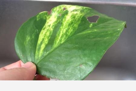黃金葛葉子有洞是怎麼回事，該怎麼辦？-齡木子的生活記錄的回答
