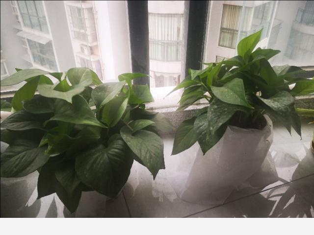 黃金葛葉子有洞是怎麼回事，該怎麼辦？-齡木子的生活記錄的回答