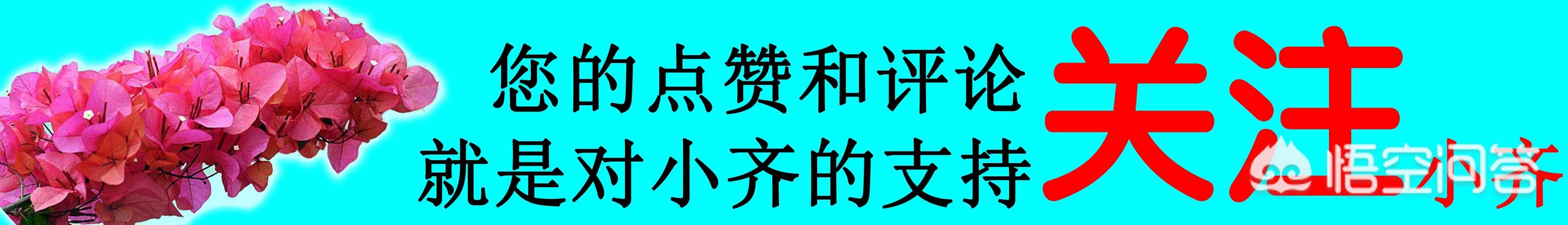 怎麼才能讓黃金葛的葉子越長越大？-養花匠小齊的回答