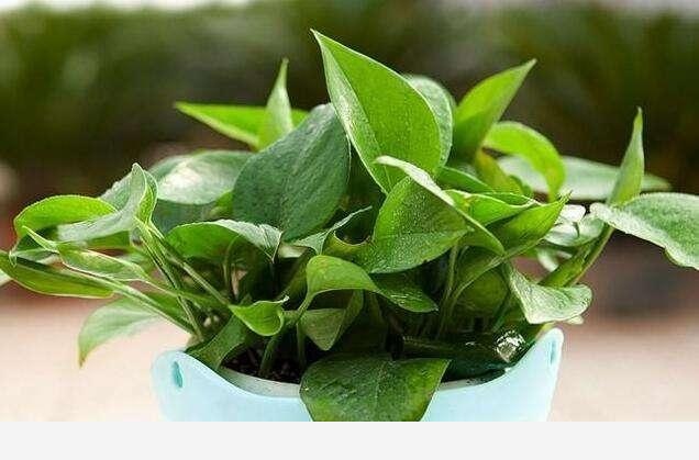 怎麼才能讓黃金葛的葉子越長越大？-花緣木語的回答