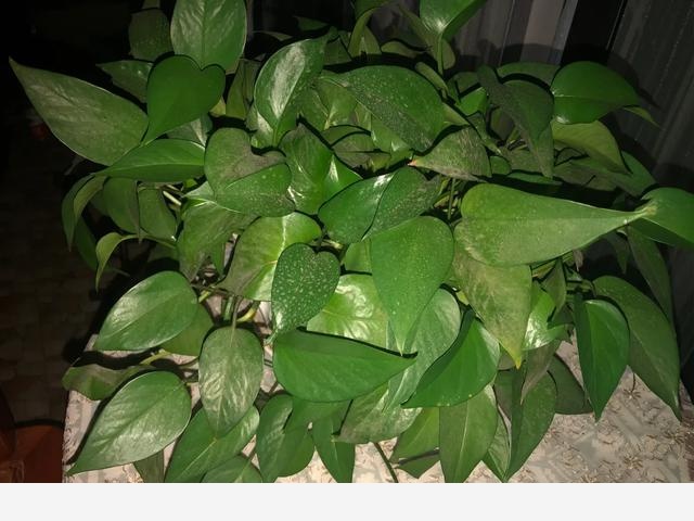 怎麼才能讓黃金葛的葉子越長越大？-穀粒的生活空間的回答