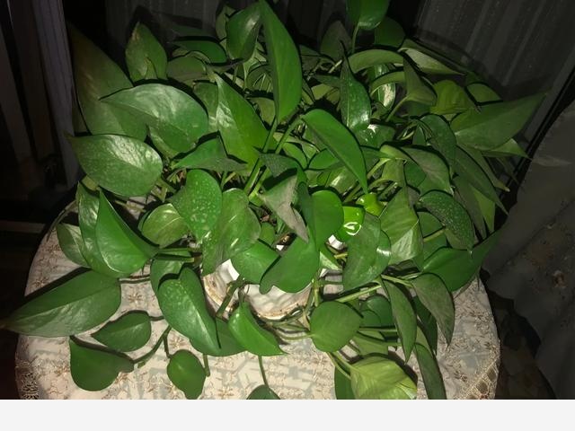 怎麼才能讓黃金葛的葉子越長越大？-穀粒的生活空間的回答