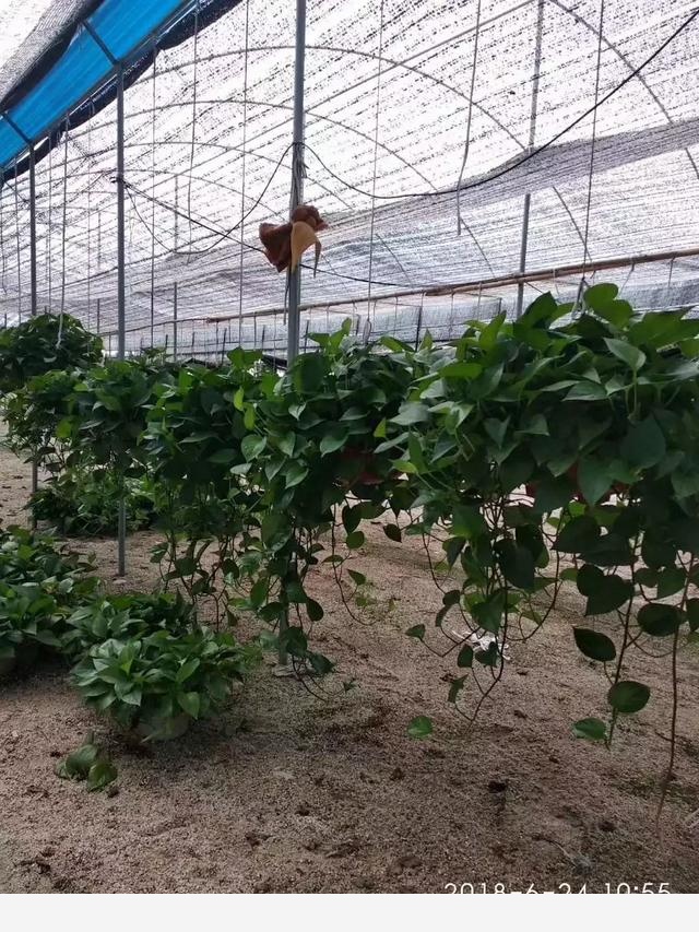 怎麼才能讓黃金葛的葉子越長越大？-花韻居的回答