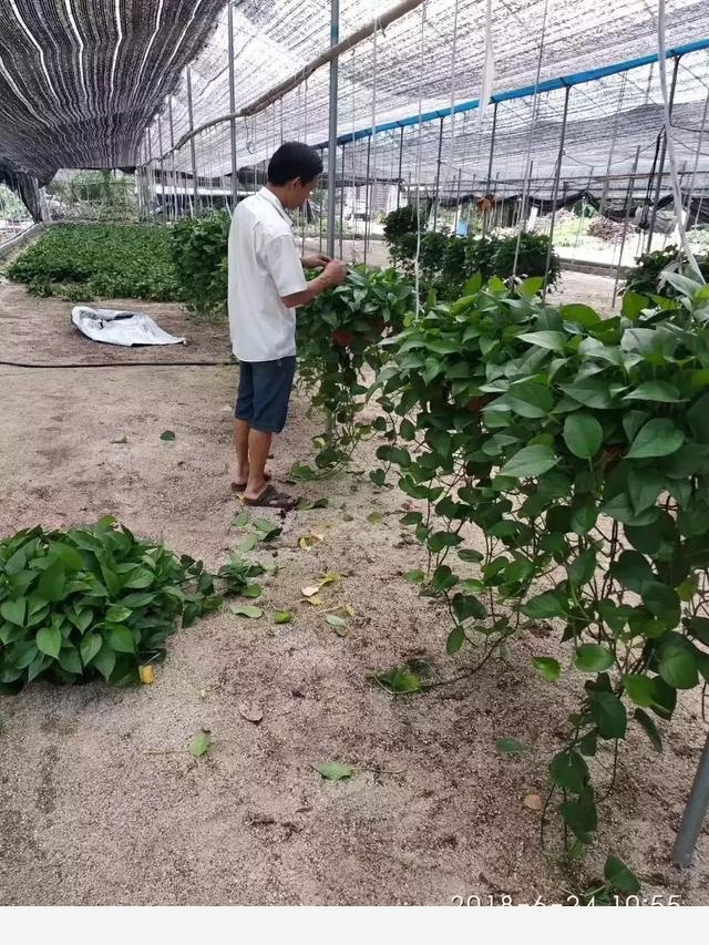 怎麼才能讓黃金葛的葉子越長越大？-花韻居的回答