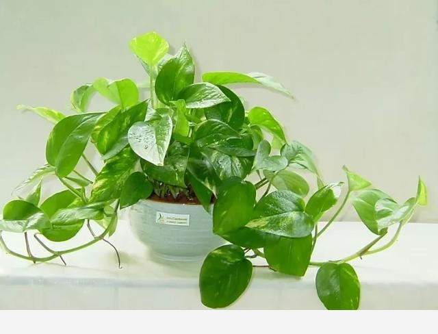怎麼才能讓黃金葛的葉子越長越大？-Mofo花卉的回答