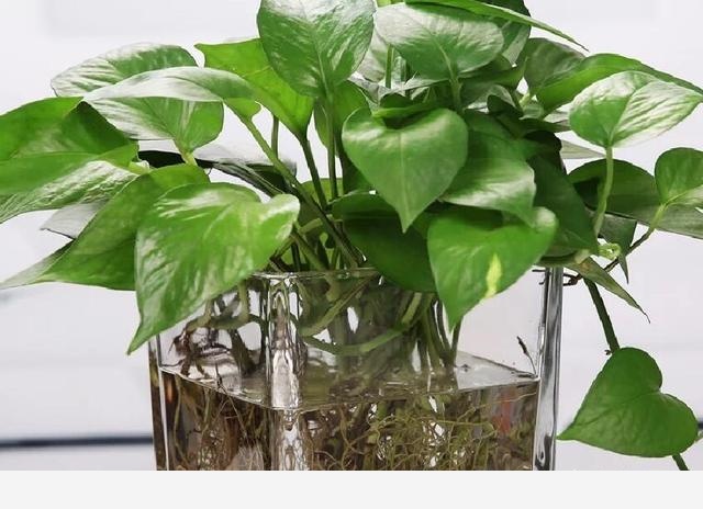 怎麼才能讓黃金葛的葉子越長越大？-養花世界的回答