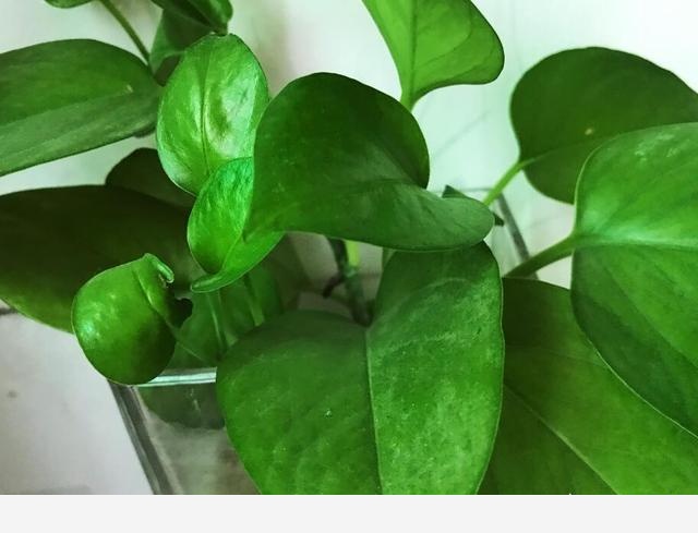 怎麼才能讓黃金葛的葉子越長越大？-養花世界的回答