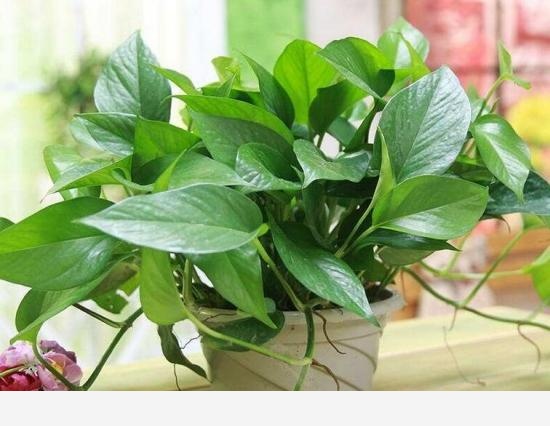 怎麼才能讓黃金葛的葉子越長越大？-小粉絲園藝的回答