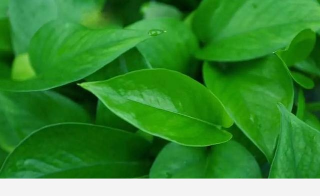 怎麼才能讓黃金葛的葉子越長越大？-小粉絲園藝的回答