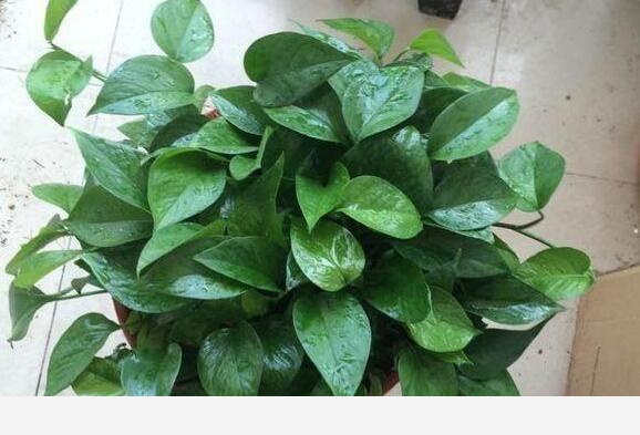 怎麼才能讓黃金葛的葉子越長越大？-小粉絲園藝的回答