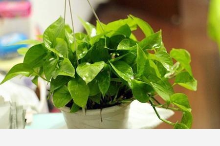 怎麼才能讓黃金葛的葉子越長越大？-聚秀花園中心的回答